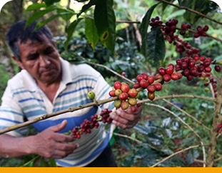 mas de 4100 productores.png